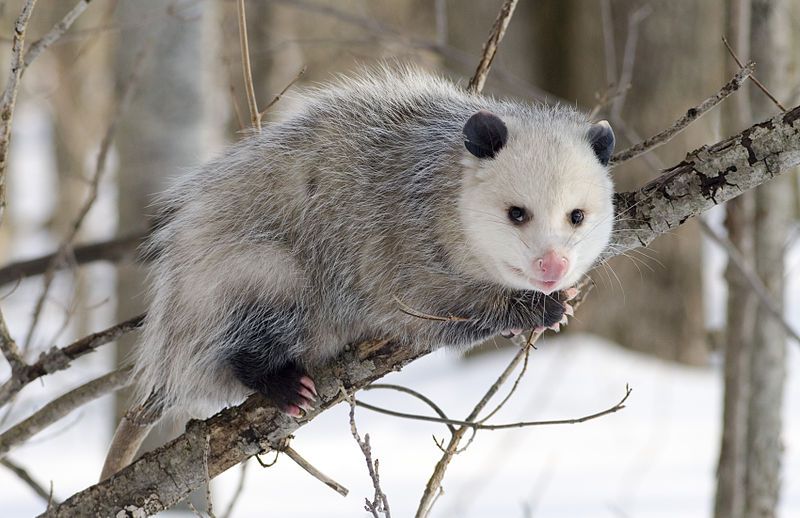 File:Opossum 1.jpg