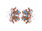 2f2s: Human mitochondrial acetoacetyl-CoA thiolase