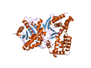 2fy2: Structures of ligand bound human choline acetyltransferase provide insight into regulation of acetylcholine synthesis