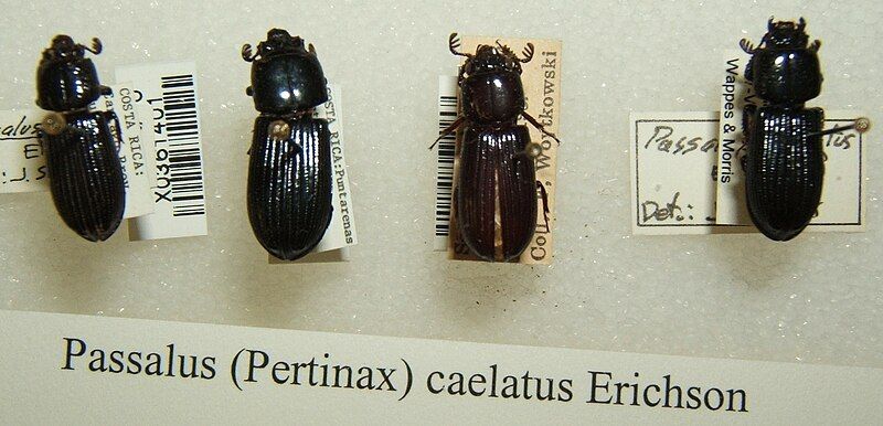 File:Passalus caelatus sjh.jpg