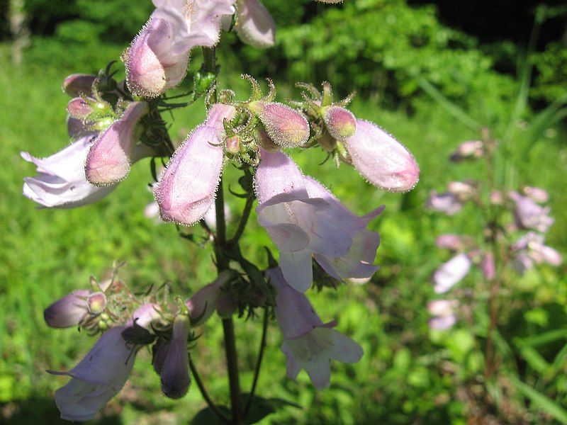 File:Penstemon calycosus Kentucky.jpg