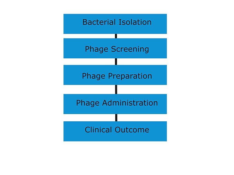 File:Phage therapy 2.jpg