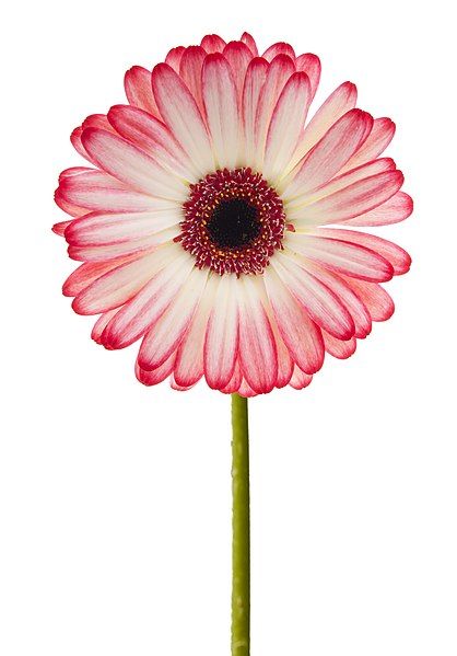 File:Pink Gerbera (5888414978).jpg