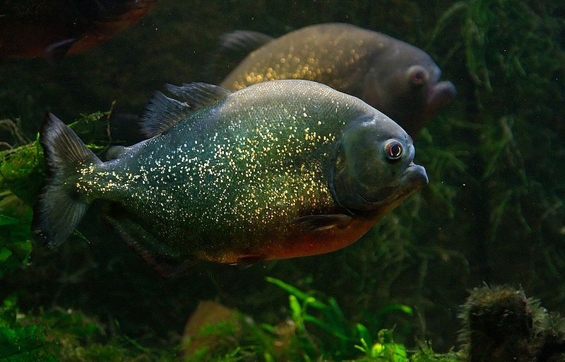 File:Piranha Luc Viatour.jpg