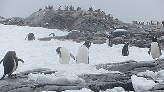 Gentoo penguin colony on Pléneau Island