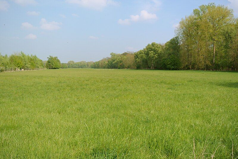 File:Prairie Ried Illwald.jpg