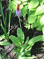 Primula vialii