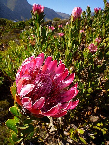 File:Protea compacta 89.jpg