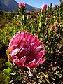 Protea compacta