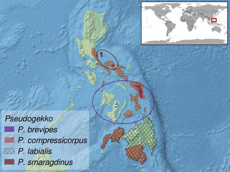 File:Pseudogekko sp. distribution.png