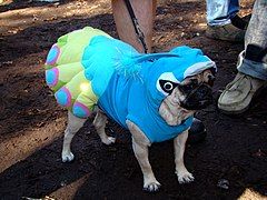 Thank God for all Pugs