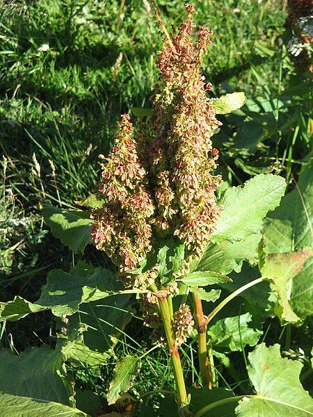 File:Rumex alpinus02.jpg