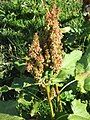 Rumex alpinus inflorescence