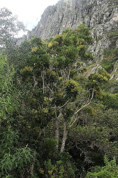 File:Schefflera umbellifera01.jpg