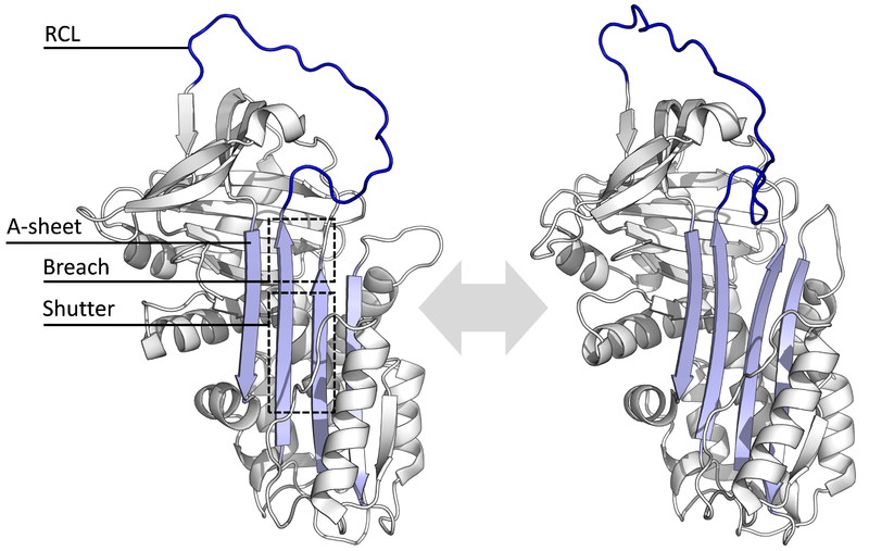 File:Serpin equilibrium.png