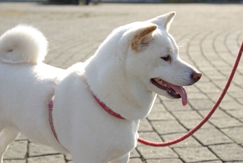 File:Shiba Inu cream.jpg