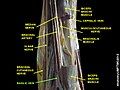 Basilic vein