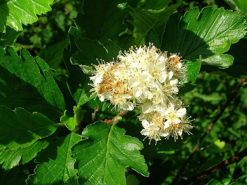 File:Sorbus arranensis.JPG