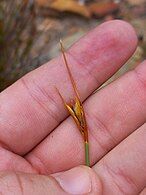 Flowering head (inflorescence)