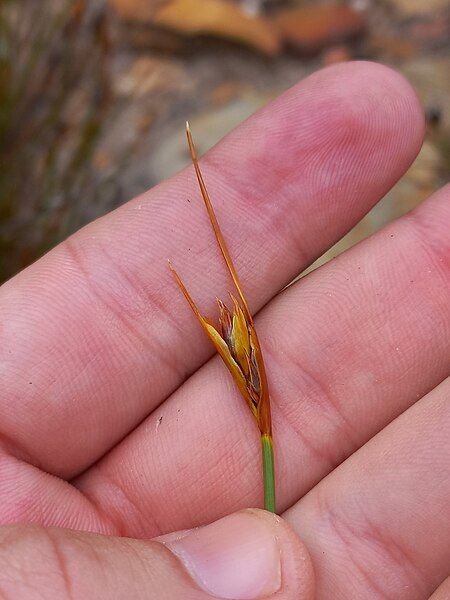 File:Spictus inflorescences-BDP.jpg