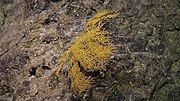 A deepwater sea fan.