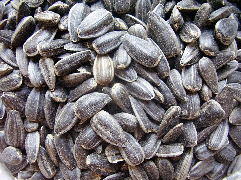 File:Sunflowers seeds.jpg