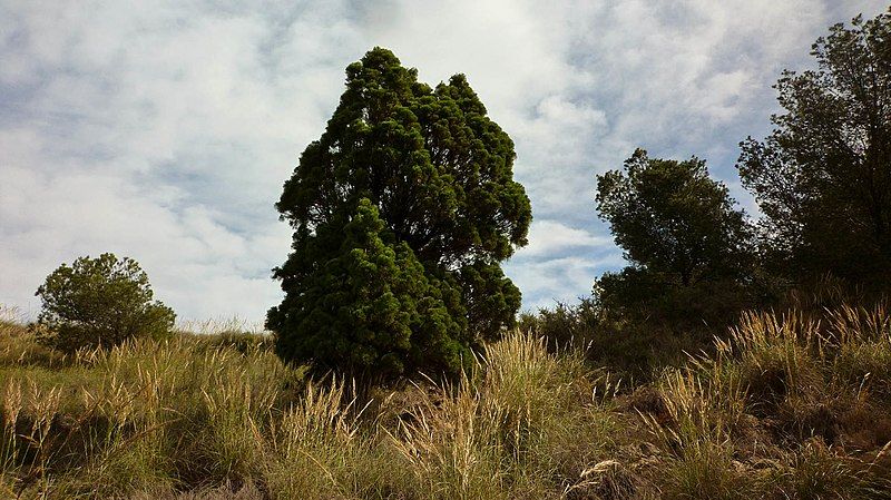 File:Tetraclinis articulata590.JPG