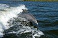 A Bottlenose Dolphin Breaching the water