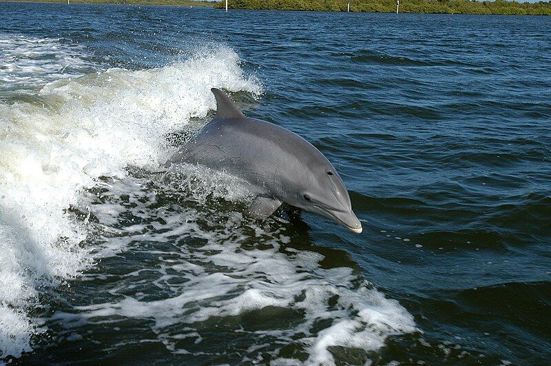 File:Tursiops truncatus 01.jpg