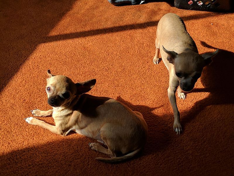 File:Two chihuahuas.jpg