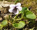 Marsh violet.