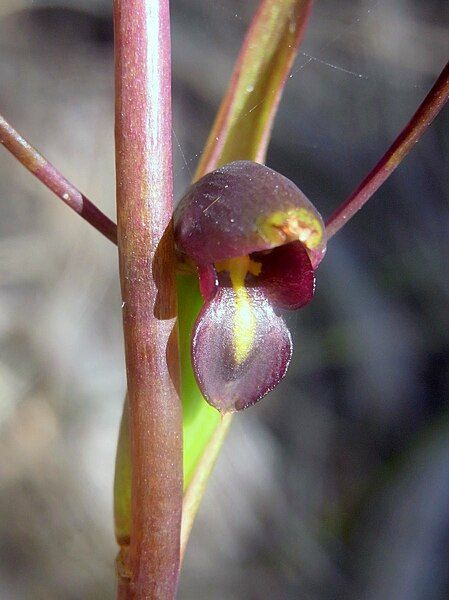 File:Waratah Track Orchid.JPG