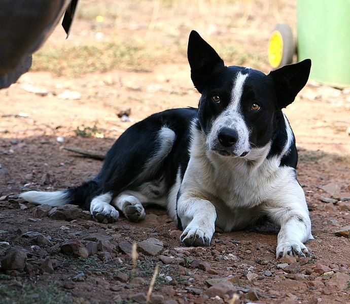 File:Working dog02.jpg