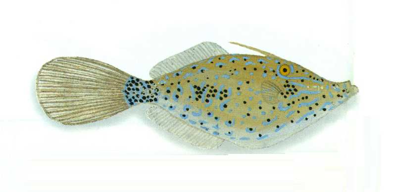 File:XRF-Aluterus scriptus.png