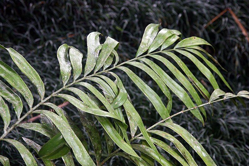 File:Zamia acuminata 0zz.jpg