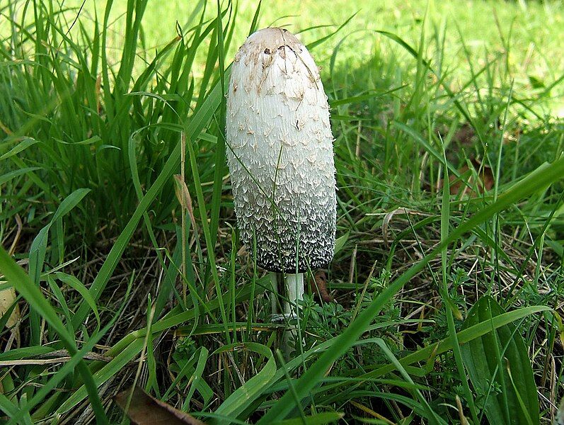 File:2006-10-22Coprinus comatus02.jpg