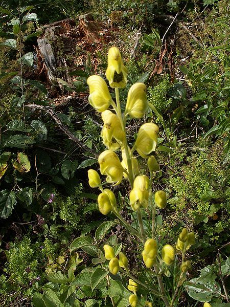 File:Aconitum anthora.jpg