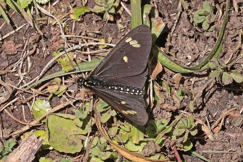 File:Acraea (Acraea safie).jpg