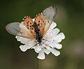 Acraea sp., Heliconiinae. Which pic is best?