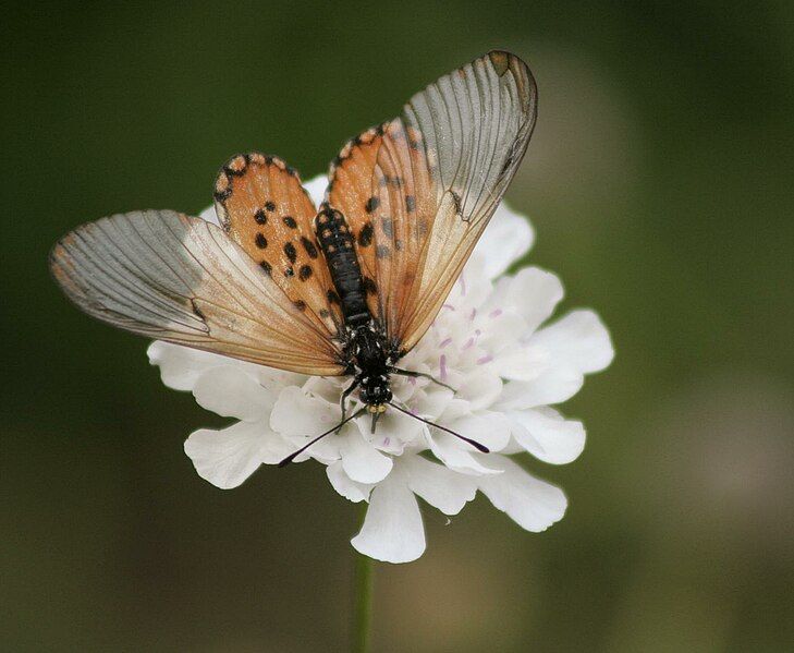 File:Acraea horta.jpg