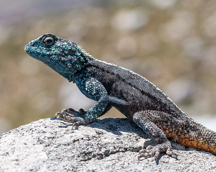 File:Agama atra male.jpg