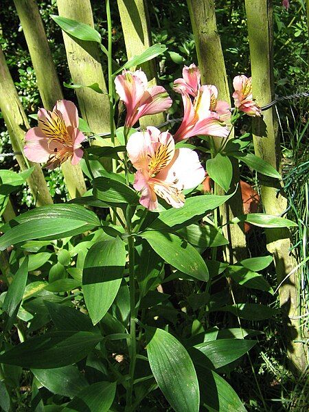 File:Alstroemeria cv01.jpg