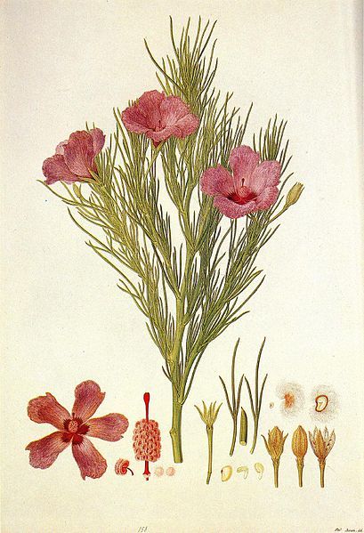 File:Alyogyne hakeifolia (Bauer).jpg