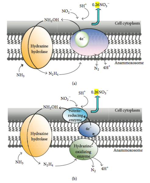 File:Anammox mechanisms.png