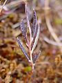 Andromeda polifolia var. polifolia leaves