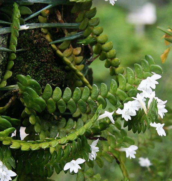 File:Angraecum distichum.jpg