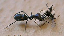 Aggressive mimic with model/dupe/prey: Myrmarachne spider eating a queen ant