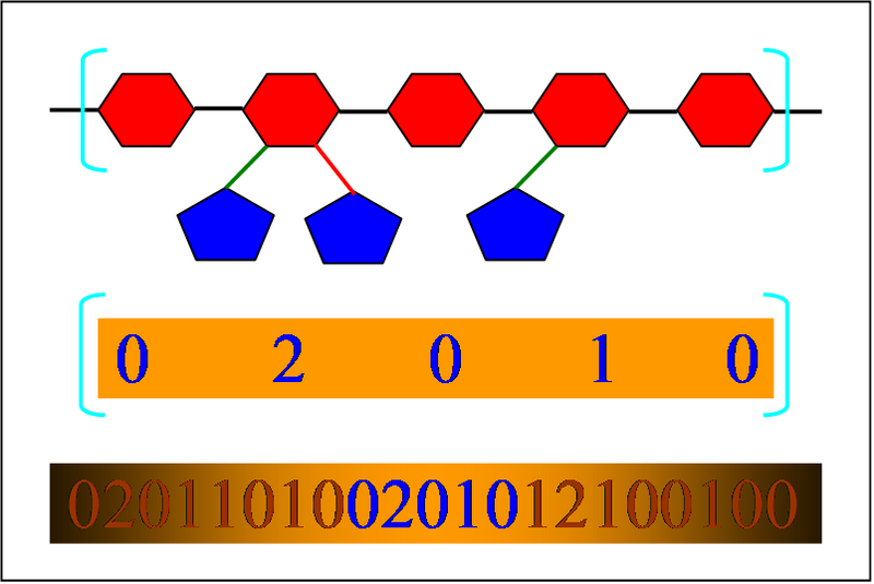 File:ArabinoXylanBranchingSequence.PNG