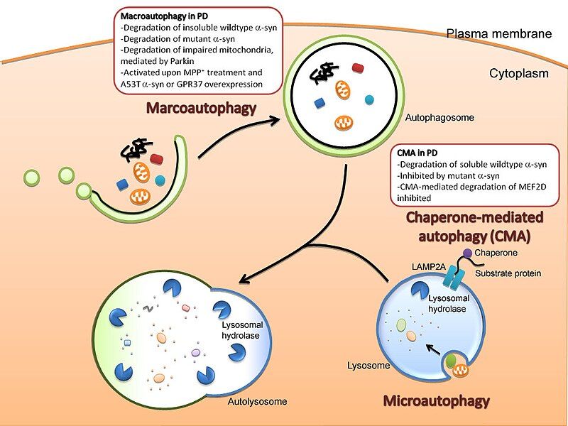 File:Autophagy.jpg