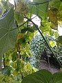 Baby Chayote fruits in the rooftop garden (Nepal)